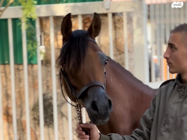 תמונת מודעה - חיות מחמד