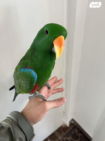 תמונת מודעה - חיות מחמד