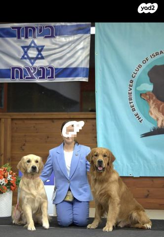 כלב גולדן רטריבר