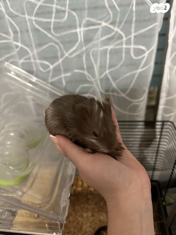 מכרסם שרקן \ קביה