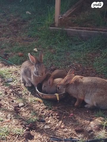 מכרסם ארנב \ שפן