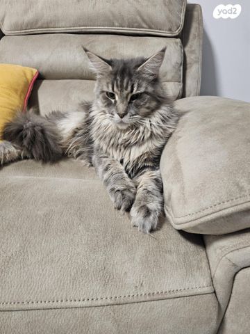 חתול מיין קון