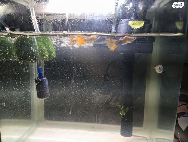 דג משריצי חיים