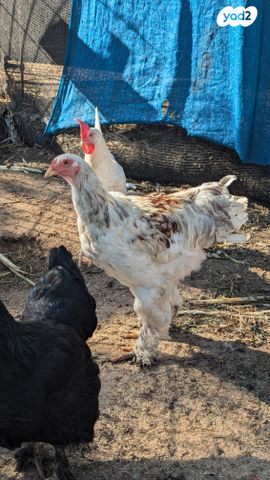 חיית משק ברהמה