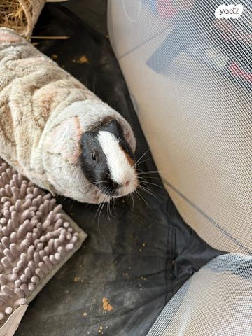 מכרסם שרקן \ קביה