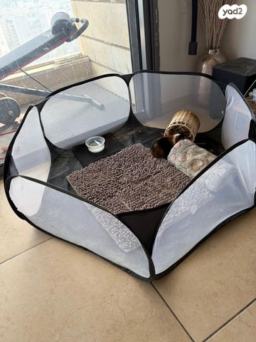 מכרסם שרקן \ קביה