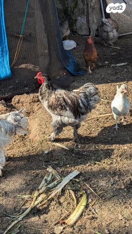 חיית משק ברהמה