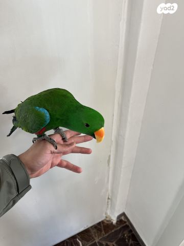 תוכי אקלקטוס