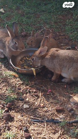 מכרסם ארנב \ שפן
