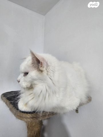 חתול מיין קון