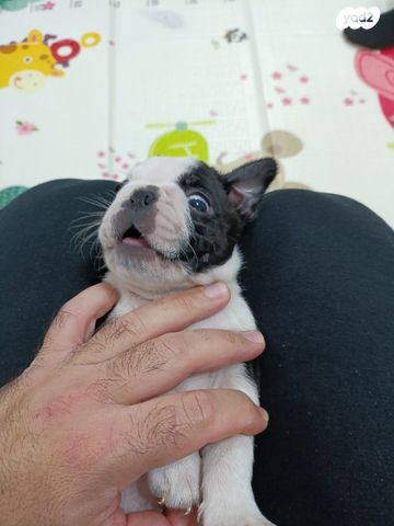 תמונת מודעה - חיות מחמד