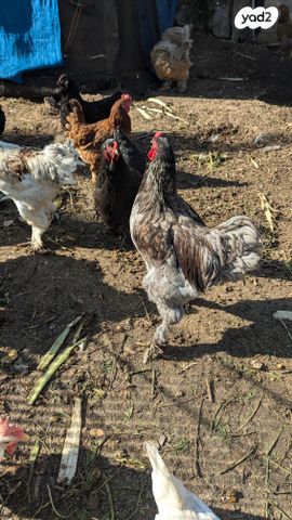 חיית משק ברהמה