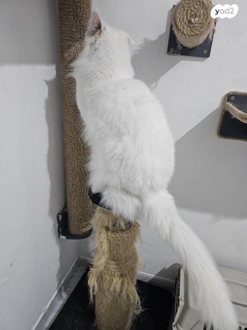 חתול מיין קון