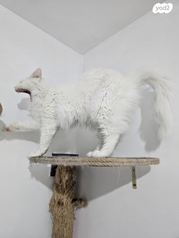 חתול מיין קון