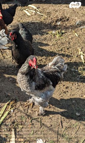 חיית משק ברהמה