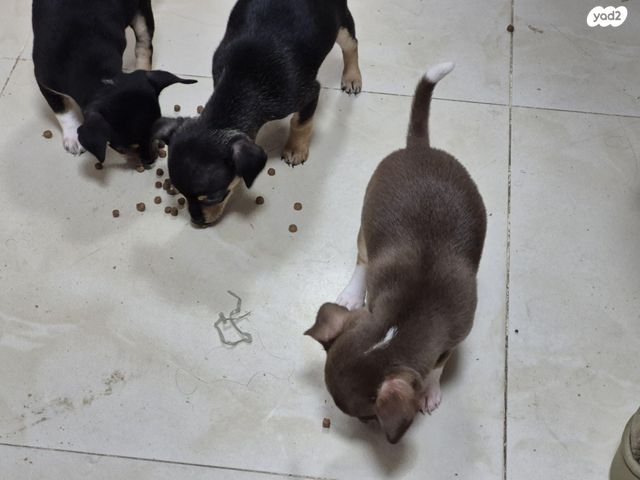 תמונת מודעה - חיות מחמד