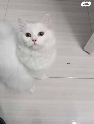 תמונת מודעה - חיות מחמד