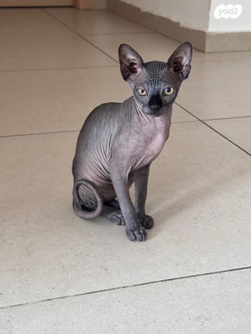 תמונת מודעה - חיות מחמד