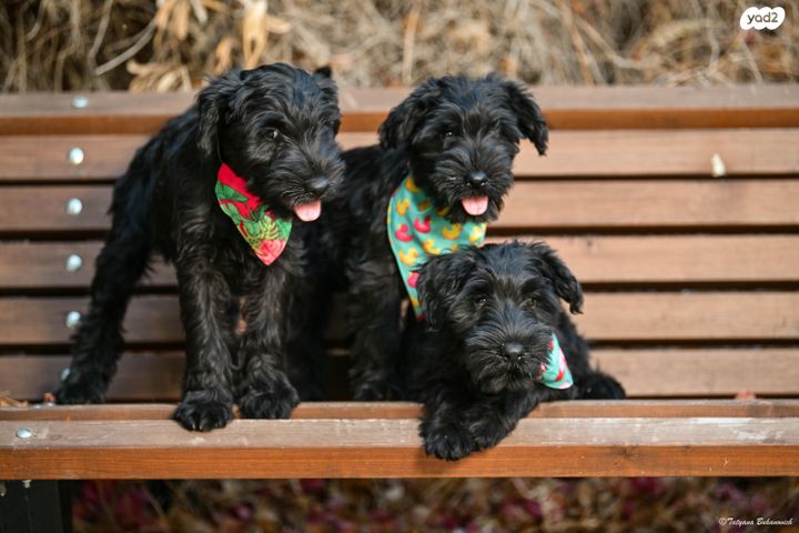 תמונת מודעה - חיות מחמד