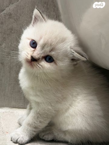 תמונת מודעה - חיות מחמד