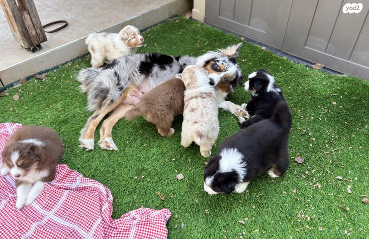 תמונת מודעה - חיות מחמד
