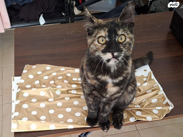 תמונת מודעה - חיות מחמד