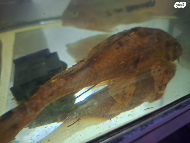 תמונת מודעה - חיות מחמד