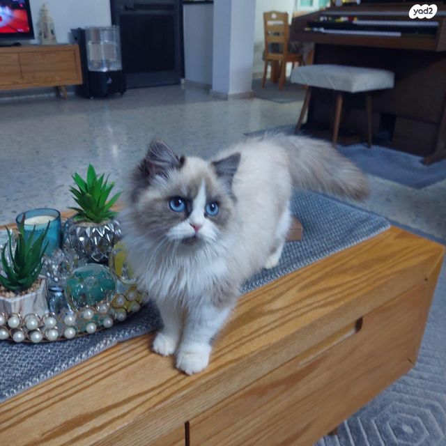 תמונת מודעה - חיות מחמד