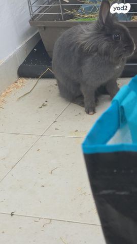 תמונת מודעה - חיות מחמד