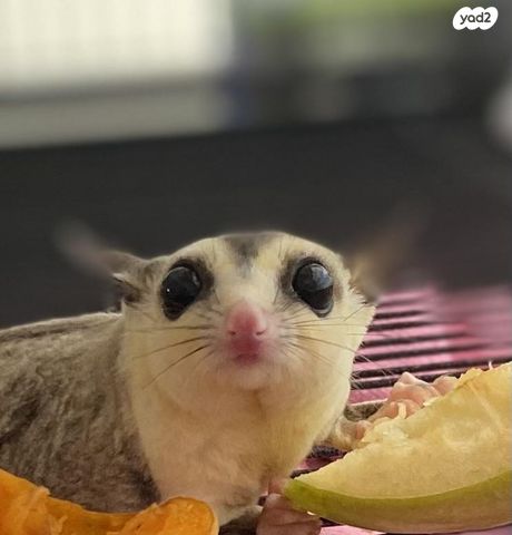 תמונת מודעה - חיות מחמד