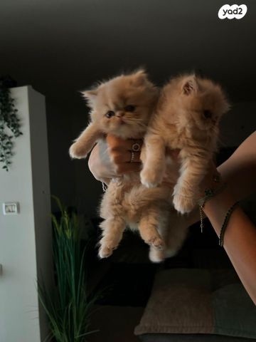 תמונת מודעה - חיות מחמד