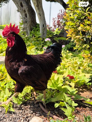 תמונת מודעה - חיות מחמד