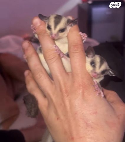 תמונת מודעה - חיות מחמד