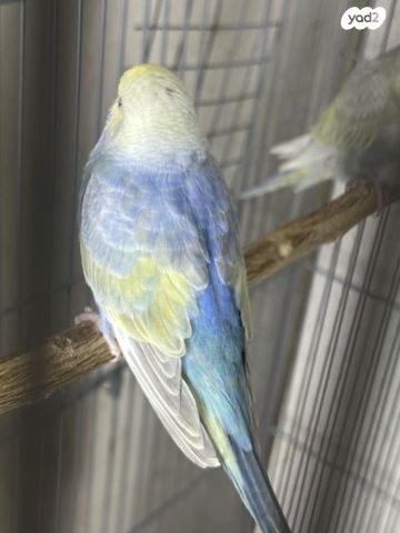 תמונת מודעה - חיות מחמד