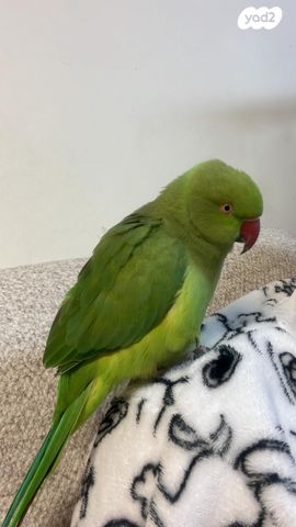 תמונת מודעה - חיות מחמד