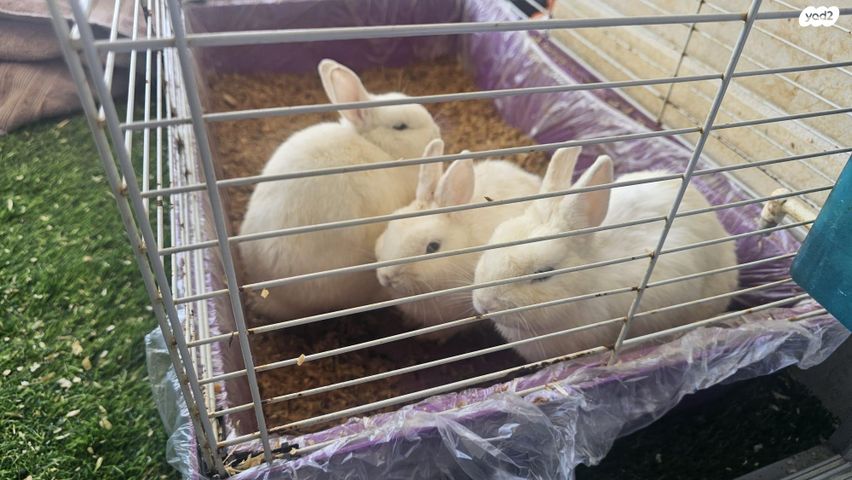 תמונת מודעה - חיות מחמד