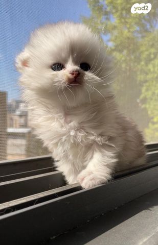 תמונת מודעה - חיות מחמד