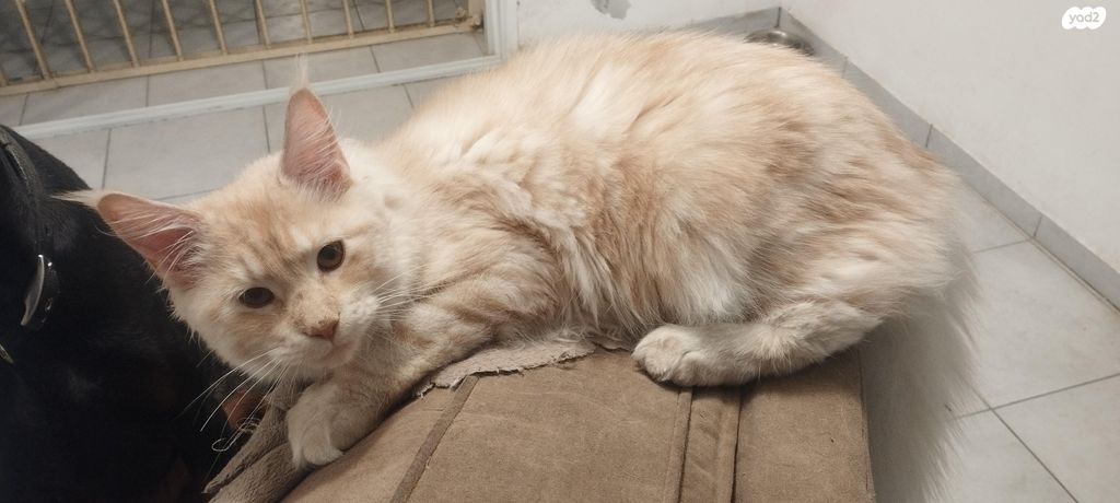 תמונת מודעה - חיות מחמד