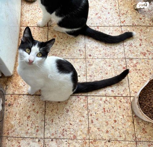 תמונת מודעה - חיות מחמד