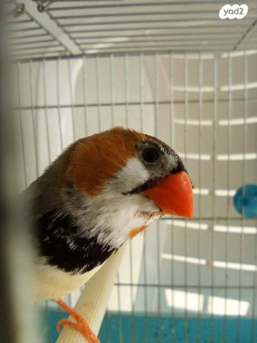 תמונת מודעה - חיות מחמד