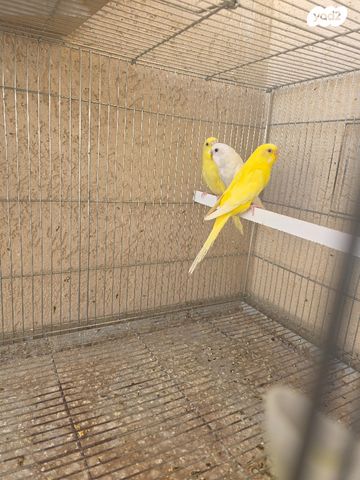 תמונת מודעה - חיות מחמד