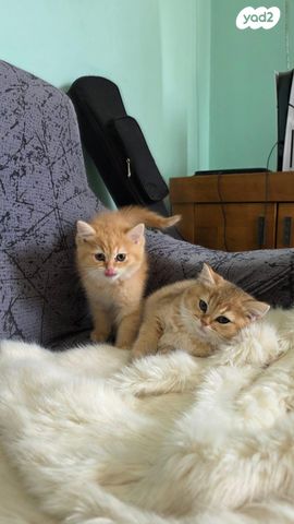 תמונת מודעה - חיות מחמד