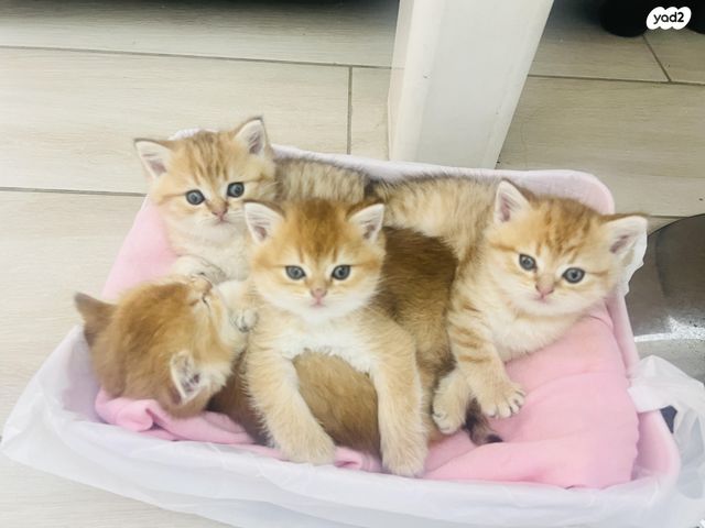 תמונת מודעה - חיות מחמד