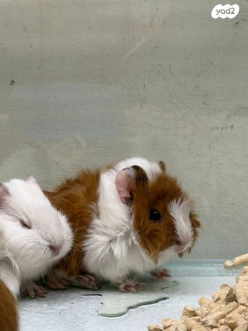 תמונת מודעה - חיות מחמד