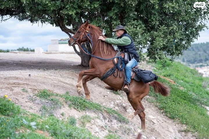 תמונת מודעה - חיות מחמד
