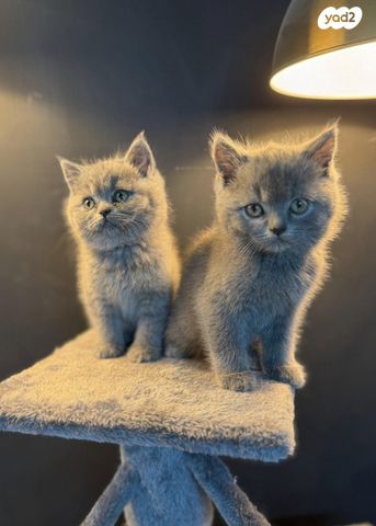 תמונת מודעה - חיות מחמד