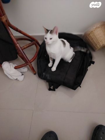 תמונת מודעה - חיות מחמד