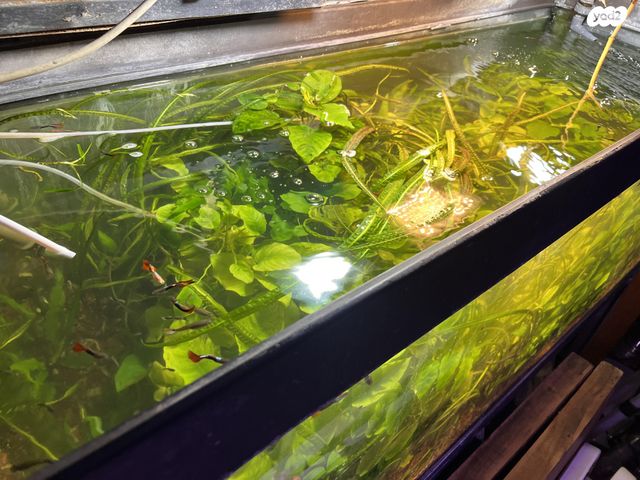 תמונת מודעה - חיות מחמד