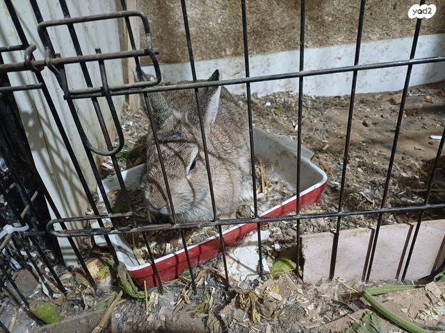 תמונת מודעה - חיות מחמד