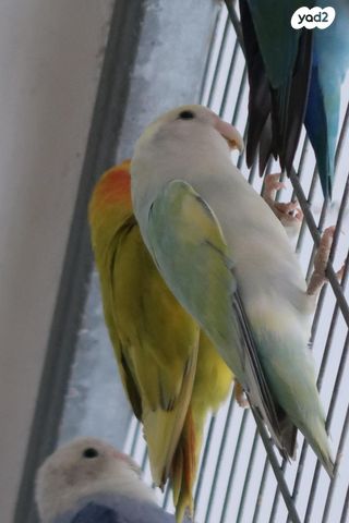 תמונת מודעה - חיות מחמד